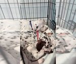 Small #1 Dalmatian