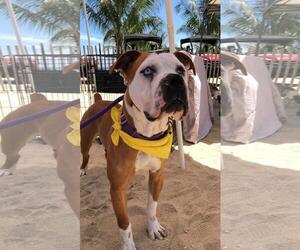 Violet Beauregarde Lonestar - Female Boxer-Unknown Mix Dog for Adoption - Photo #23