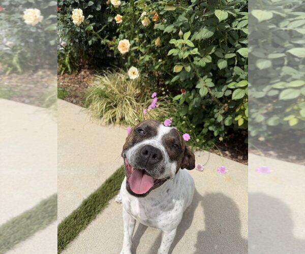 Medium Photo #2 Mutt Puppy For Sale in Studio City, CA, USA