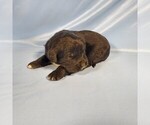 Small Photo #58 Golden Mountain Dog Puppy For Sale in BLACK FOREST, CO, USA