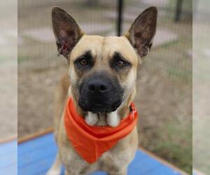 German Shepherd Dog-Unknown Mix Dogs for adoption in San Antonio, TX, USA