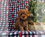 Small Photo #1 Poodle (Toy) Puppy For Sale in OXFORD, PA, USA