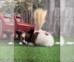 Small #2 Papillon