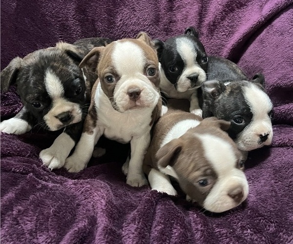 Medium Photo #1 Boston Terrier Puppy For Sale in KALONA, IA, USA