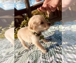 Small Photo #3 Golden Retriever Puppy For Sale in MAGNOLIA, TX, USA