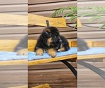 Small Photo #11 German Shepherd Dog Puppy For Sale in GREENWOOD, WI, USA