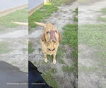 Small Photo #8 Labrador Retriever Puppy For Sale in Millsboro, DE, USA