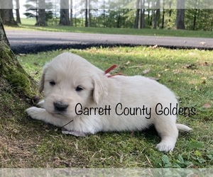Golden Retriever Puppy for sale in SWANTON, MD, USA