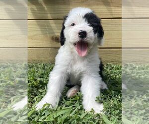 Old English Sheepdog Puppy for sale in WAKE FOREST, NC, USA