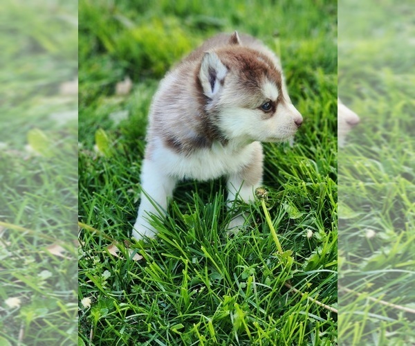 Medium Photo #9 Siberian Husky Puppy For Sale in KANSAS CITY, MO, USA