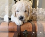 Small Photo #4 Labradoodle Puppy For Sale in GLENDALE, CA, USA