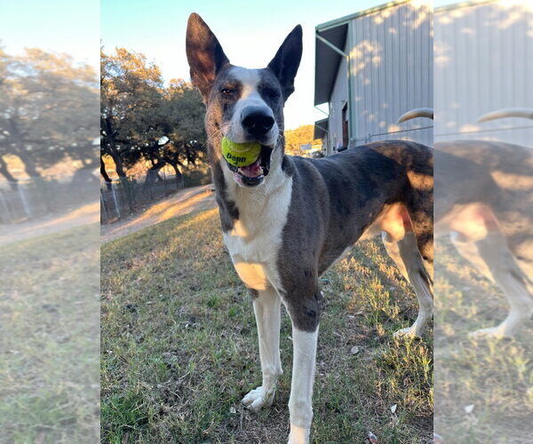 Medium Photo #2 Great Dane-Siberian Husky Mix Puppy For Sale in Bullard, TX, USA