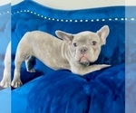 Small Photo #3 English Bulldog Puppy For Sale in DALLAS, TX, USA