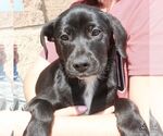 Small #2 Labrador Retriever Mix