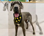 Small Great Dane
