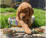 Small Photo #16 Golden Retriever Puppy For Sale in BEDFORD, TX, USA