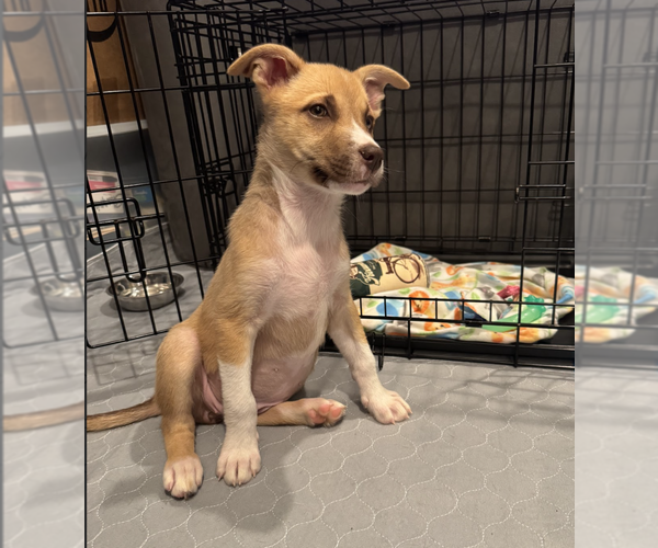 Medium Photo #2 Siberian Husky-Unknown Mix Puppy For Sale in Brooklyn, NY, USA