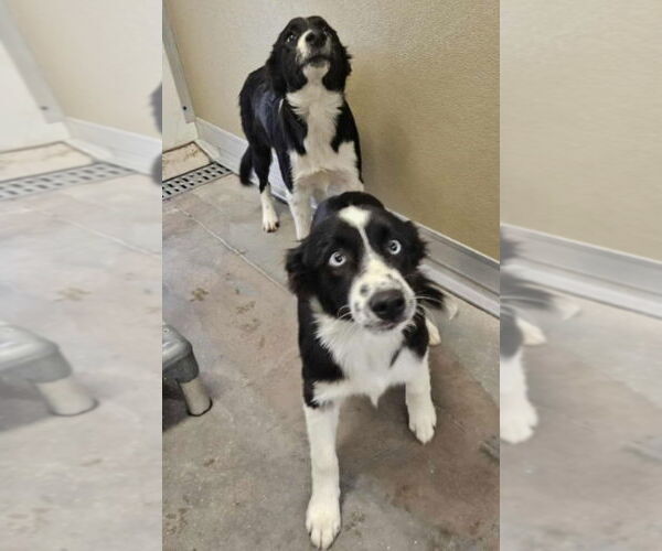 Medium Photo #3 Border Collie-Unknown Mix Puppy For Sale in Lakewood, CO, USA