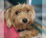 RIVER - Female Mutt Dog for Adoption - Small photo