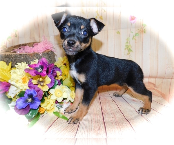 Medium Photo #1 American Rat Pinscher Puppy For Sale in HAMMOND, IN, USA
