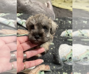 Schnauzer (Miniature) Puppy for sale in CLERMONT, FL, USA