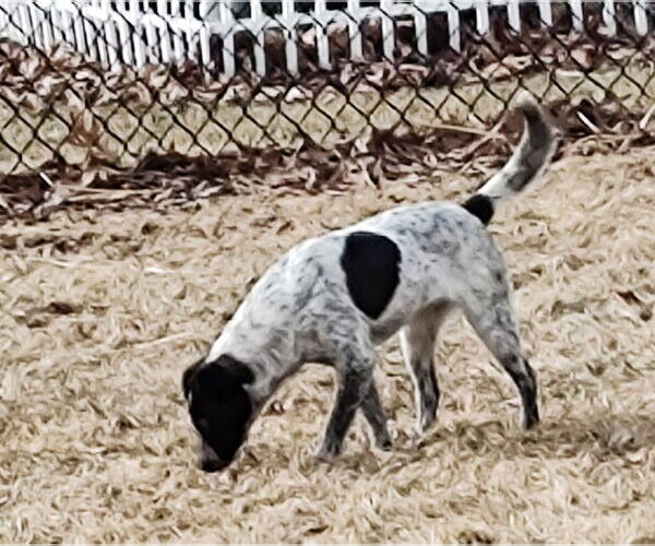 Medium Photo #8 Mutt Puppy For Sale in Westmont, IL, USA