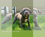 Small Photo #2 American Bully Puppy For Sale in ATCO, NJ, USA