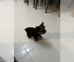 Small #2 Yorkshire Terrier