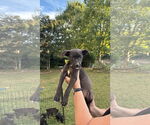 Small #1 Labrador Retriever Mix