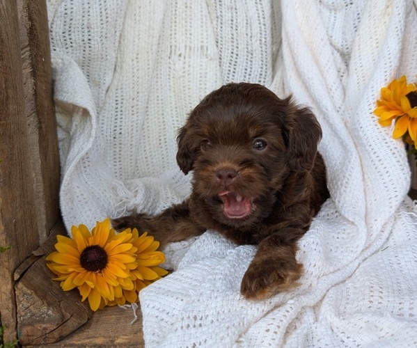 Medium Photo #2 Cock-A-Poo Puppy For Sale in GOSHEN, IN, USA