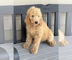 Small Photo #4 Goldendoodle Puppy For Sale in MARYVILLE, MO, USA