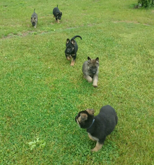 German Shepherd Dog Puppy for sale in MIDDLEBURY, IN, USA