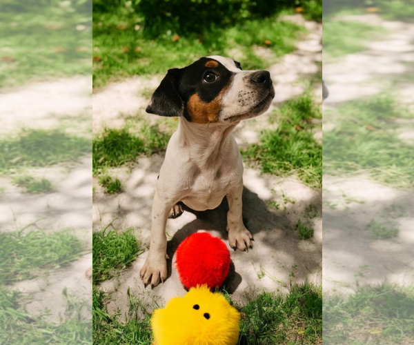 Medium Photo #24 Basenji-Rat Terrier Mix Puppy For Sale in McKinney, TX, USA