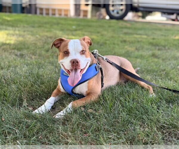 Medium Photo #5 American Pit Bull Terrier Puppy For Sale in Chester, NJ, USA