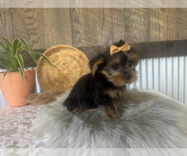 Medium Photo #9 Yorkshire Terrier Puppy For Sale in NAPPANEE, IN, USA