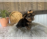 Small #8 Yorkshire Terrier