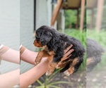 Small Photo #45 Golden Mountain Doodle  Puppy For Sale in BROKEN ARROW, OK, USA