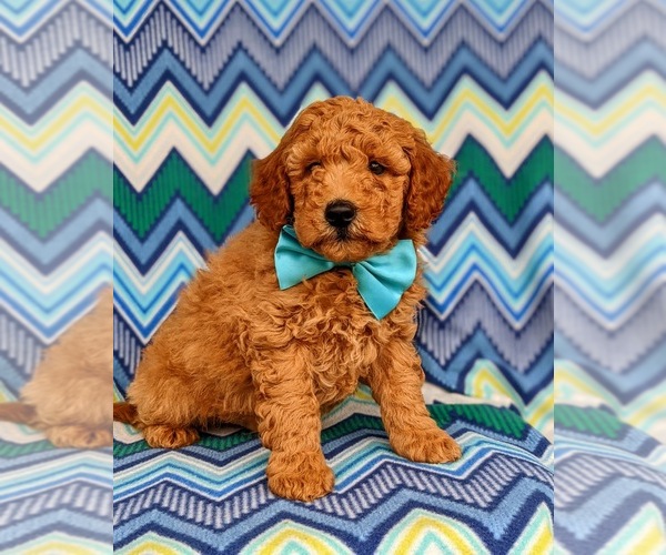 Medium Photo #2 Labradoodle Puppy For Sale in KIRKWOOD, PA, USA