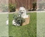 Small Photo #1 Pomeranian Puppy For Sale in BAKERSFIELD, CA, USA
