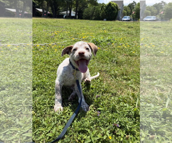 Medium Photo #1 Mutt Puppy For Sale in Garden City, NY, USA