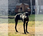 Small #6 Labrador Retriever Mix