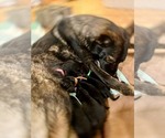 Small Photo #8 German Shepherd Dog Puppy For Sale in UNIVERSITY PL, WA, USA