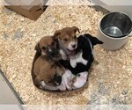 Small Photo #2 Boxer-German Shepherd Dog Mix Puppy For Sale in Unionville, PA, USA