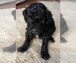 Puppy Panther Aussiedoodle Miniature 
