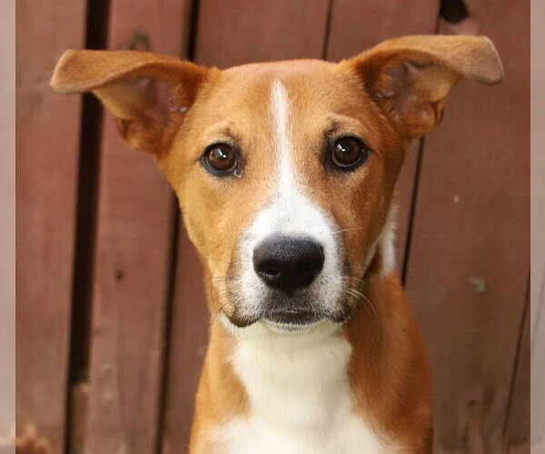 Medium Photo #2 Mutt Puppy For Sale in Oakland Park, FL, USA