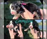 Puppy Emmylou Harris Great Bernese