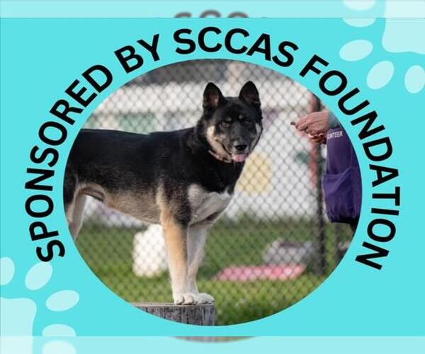 Medium Photo #4 Akita-Siberian Husky Mix Puppy For Sale in Santa Cruz, CA, USA