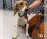 Small #2 Beagle Mix