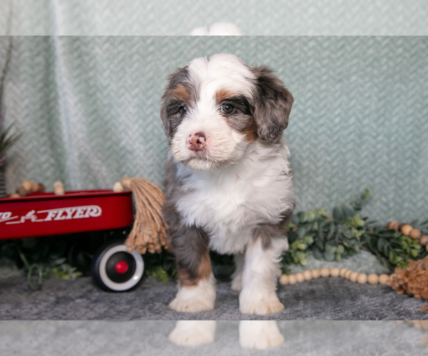 Medium Photo #3 Bernedoodle (Miniature) Puppy For Sale in APPLE CREEK, OH, USA
