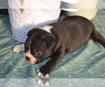 Puppy Zonya Boston Terrier